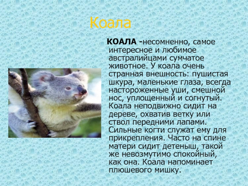 Сообщение о коале. Презентация на тему коала. Доклад про Куалу. Коала кратко.