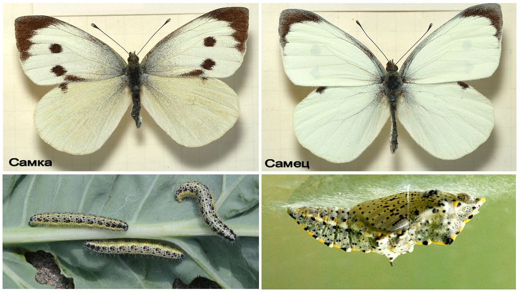 Бабочка капустница: питание, образ жизни, места обитания