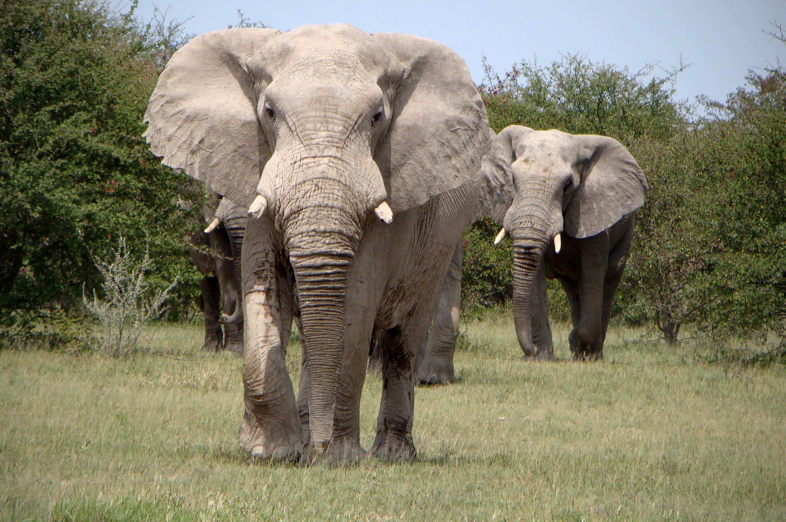 Африканский саванный слон Размеры