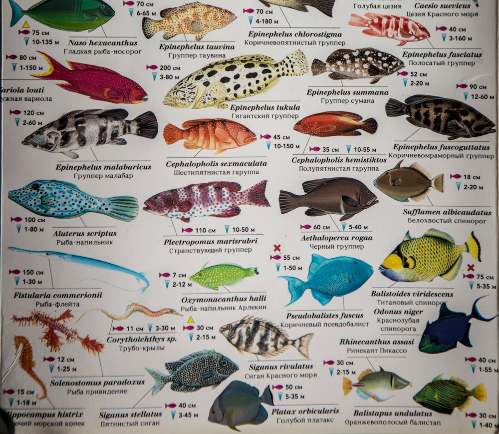 Рыбы и их названия и фото