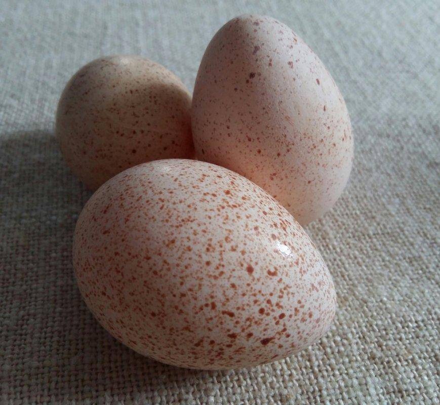 Снесла индюшка яичко: польза и вред индюшиных яиц