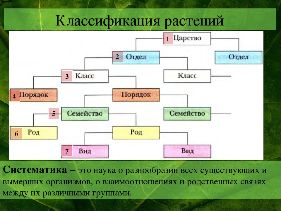 Укажите правильную схему классификации животных