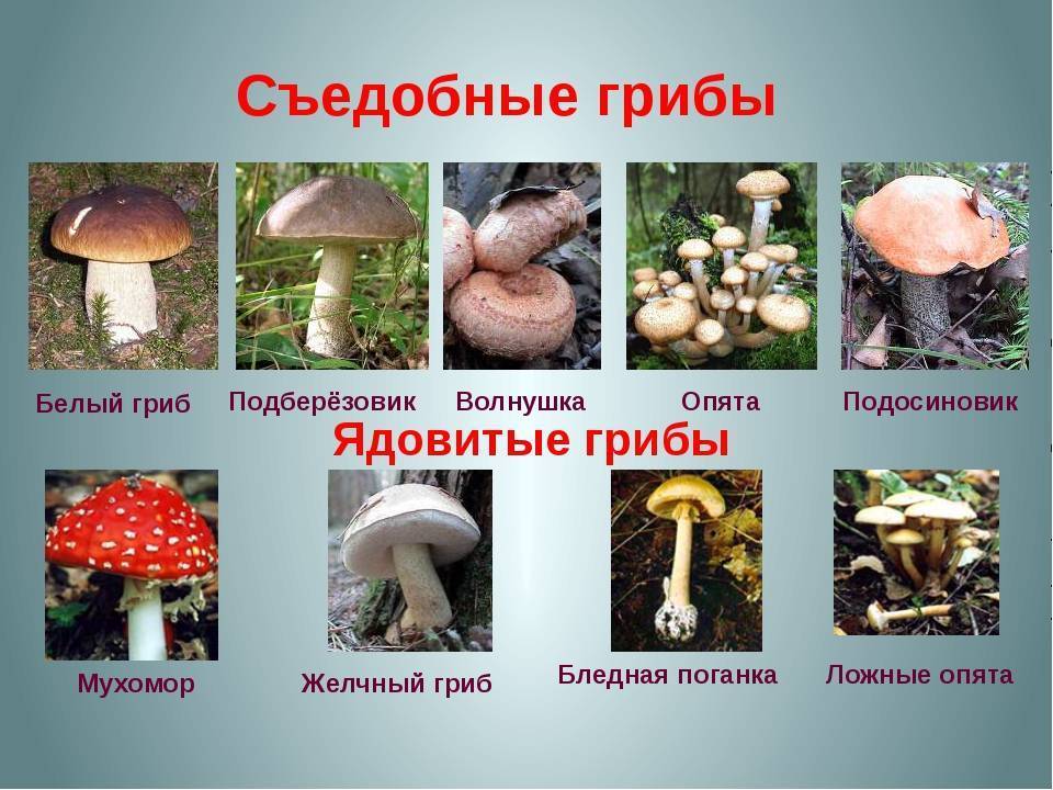 Говорушки – особенности грибов, их разновидности и где растут?