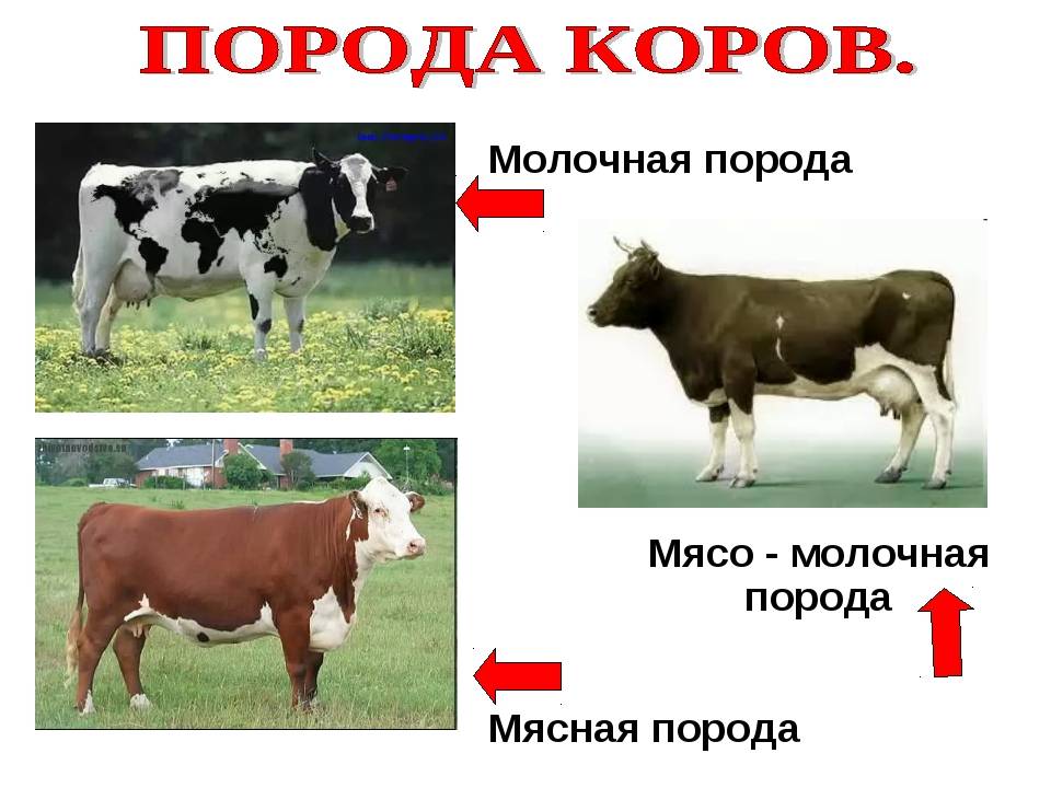 Корова: описание, породы, cодержание, уход, разведение | планета животных