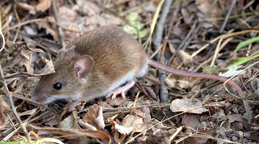 Мышь рост. Лесная мышовка Sicista betulina. Степная мышовка. Мышовка Степная – Sicista subtilis. Отряд Грызуны мышовка.