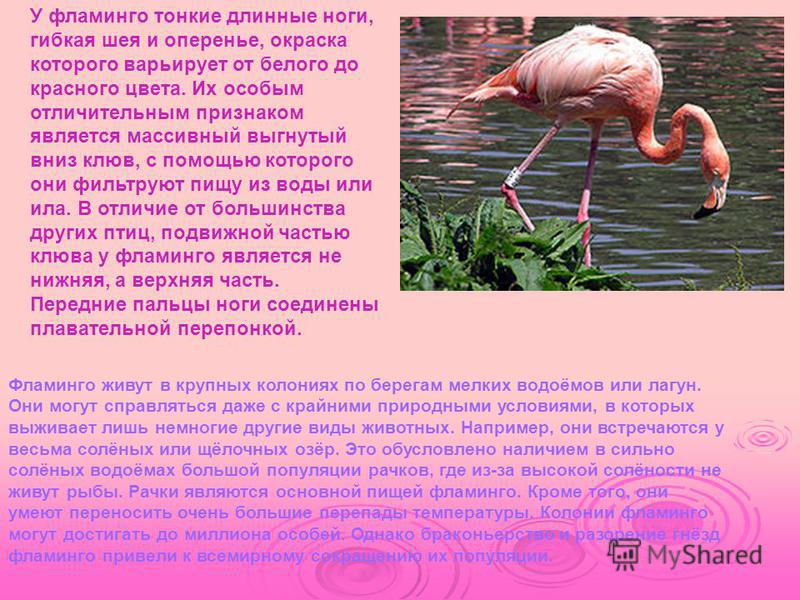 Фламинго сообщение. Сообщение о Фламинго. Доклад про Фламинго. Розовый Фламинго краткое описание. Розовый Фламинго информация для детей.