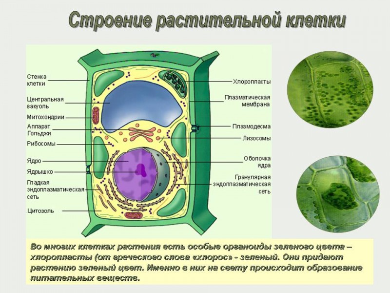 Растительные клетки названия. Строение клетки растения 5 класс биология. Строение клетки растительного происхождения. Строение растительной клетки 8 класс. Строение растительной клетки растения.