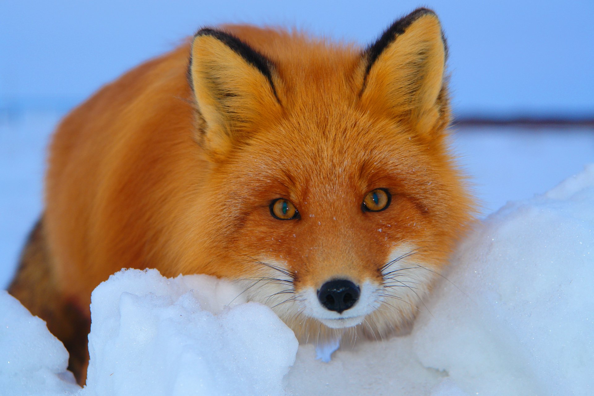 Лисица (лиса) - виды лис, где живут, сколько живет, что едят, фото