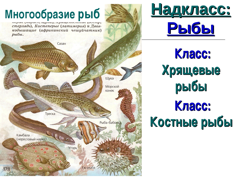 Рыбы примеры 3 класс. Надкласс рыбы. Многообразие хрящевых рыб. Класс костные рыбы. Класс рыбы многообразие.