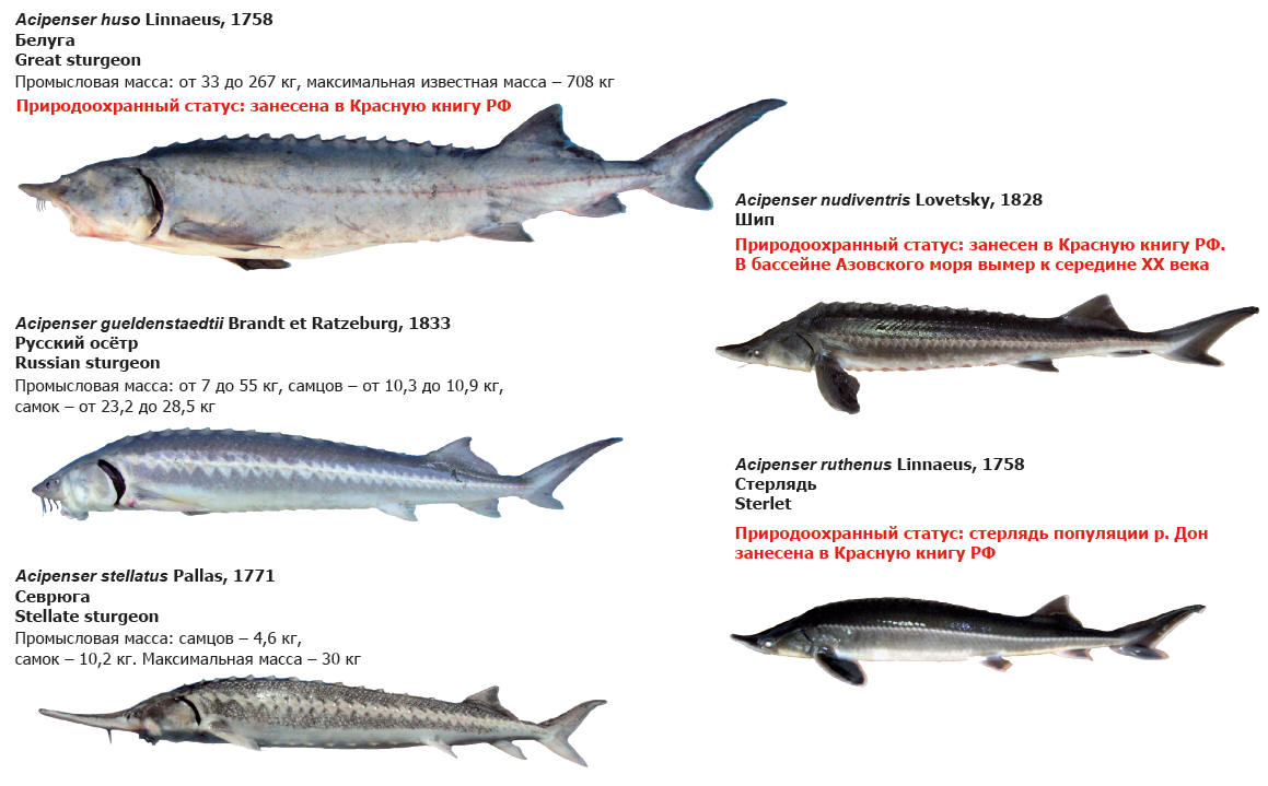 Осетровые и лососевые рыбы. Рыба осетровых пород перечень. Классификация осетровых рыб схема. Рыба семейства осетровых список рыб. Подвиды осетровых рыб.