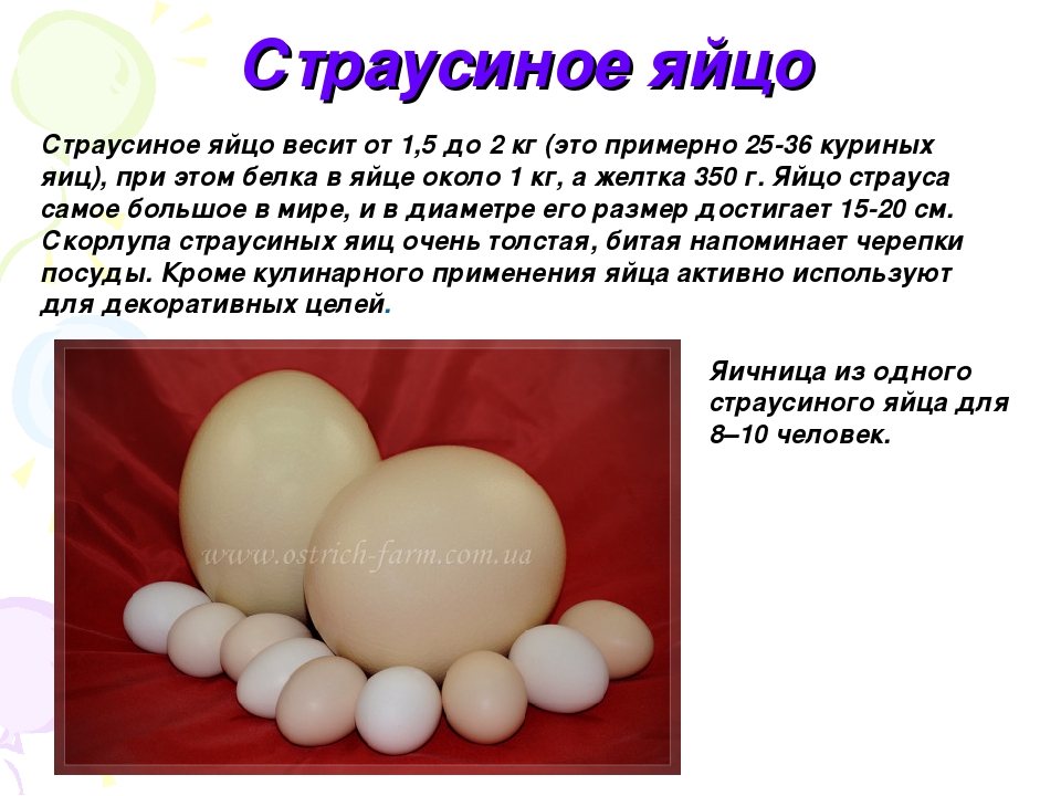 Средний вес яйца первой категории. Вес страусиного яйца. Диаметр яйца страуса. Скольеовесит яйцо страуса. Страусиное яйцо и куриное.