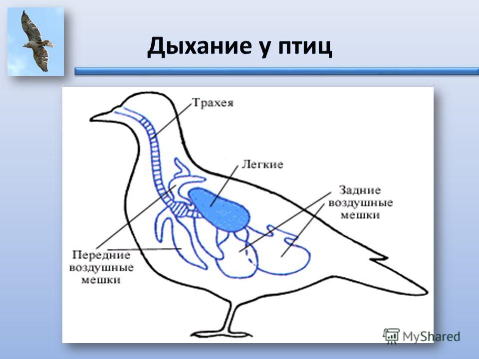 Пищеварительная система птицы рисунок