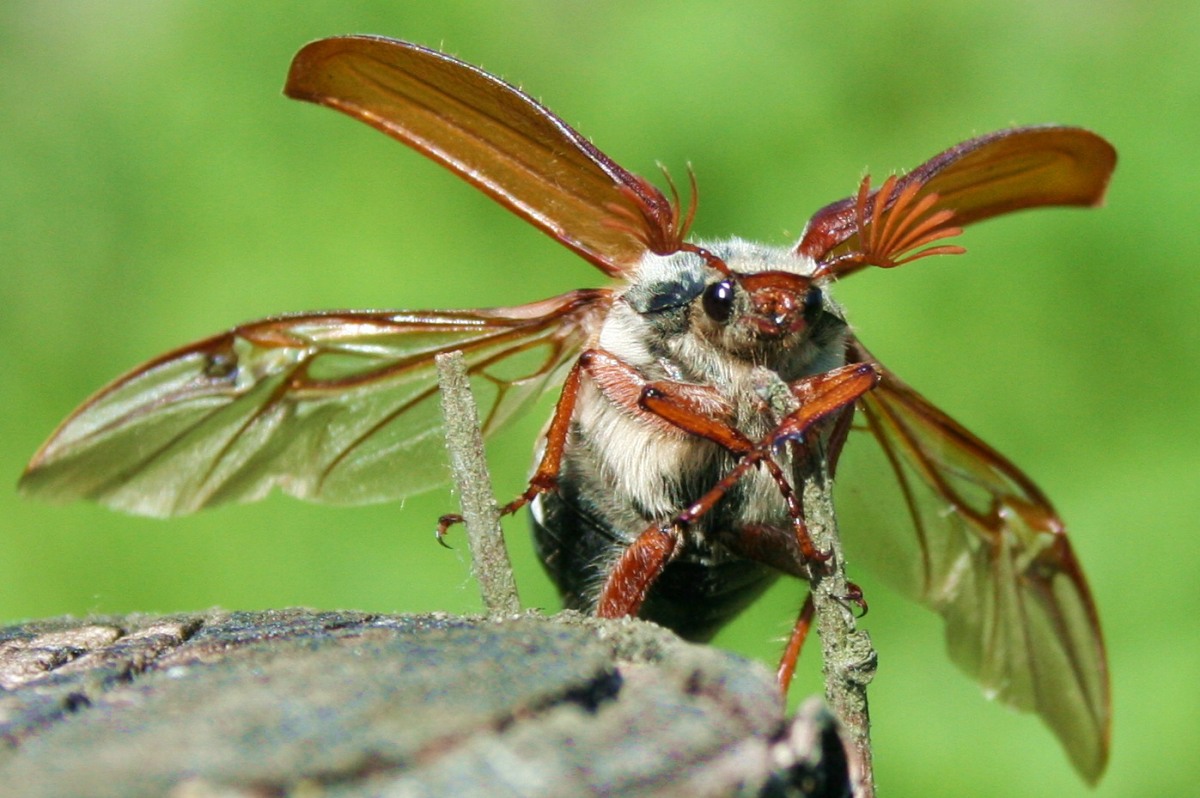 Майский жук - среда обитания и стадии развития. чем питается майский жук и как избавиться от личинок