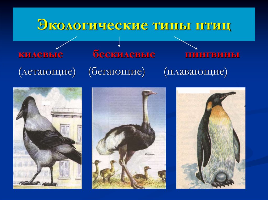 Примеры животных класса птицы. Экологические группы птиц. Экологические типы птиц. Птицы экологические группы птиц. Классификация птиц экологическая.