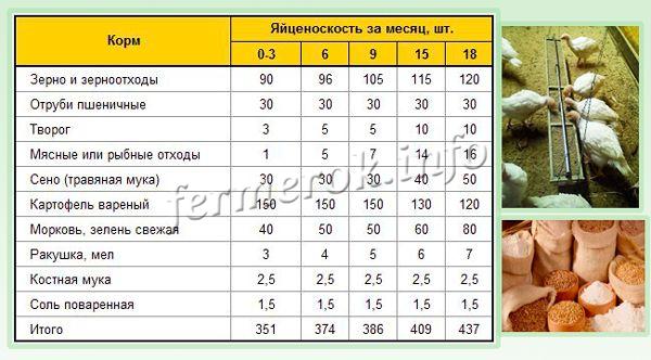 Вес индюшат по дням таблица хайбрид