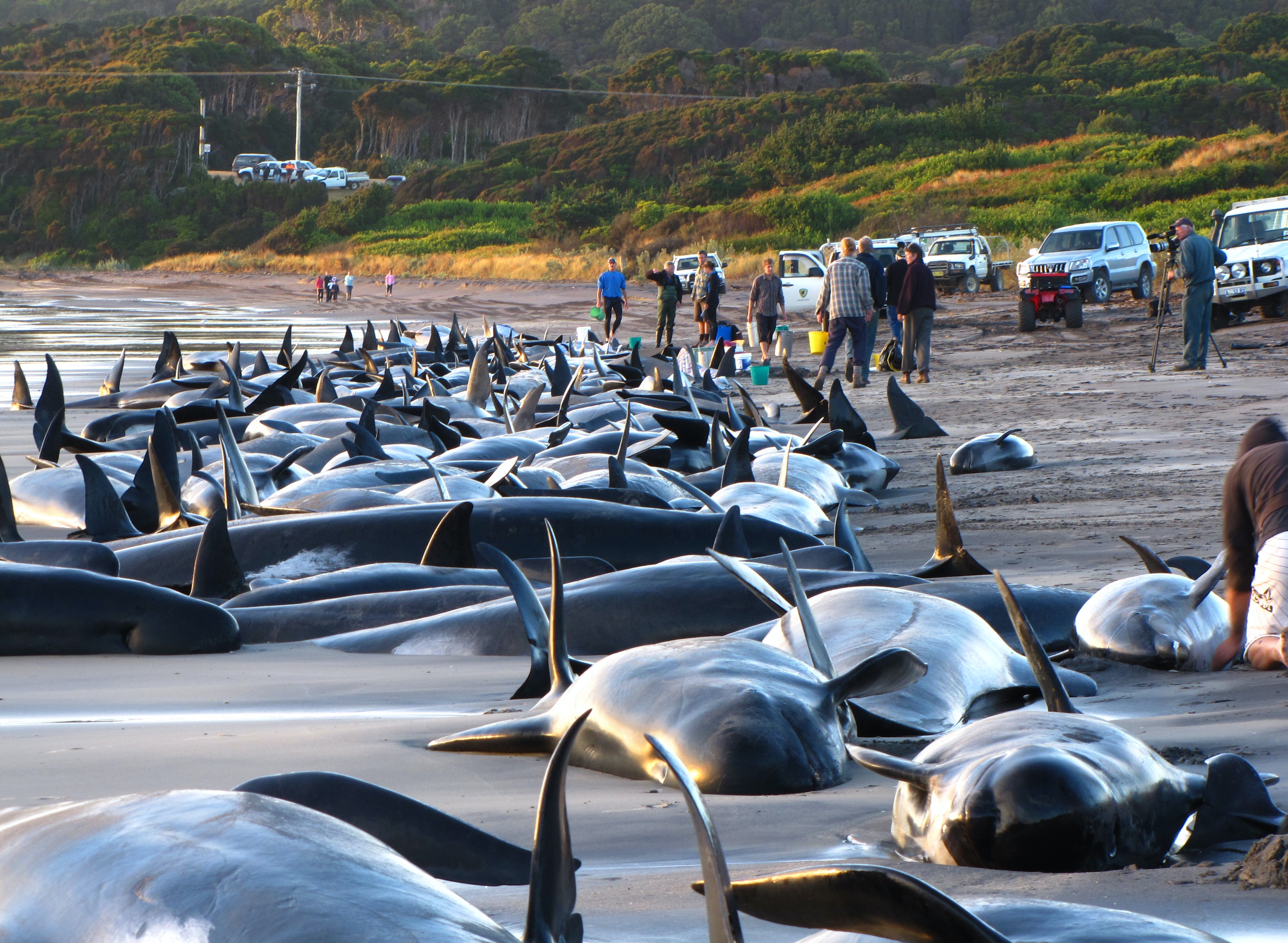 Почему киты выбрасываются на берегу. В новой Зеландии дельфины выбросились на берег. Киты выбрасываются на берег. Выбрасывание китообразных на берег. Киты выбрасываются на берег причины.