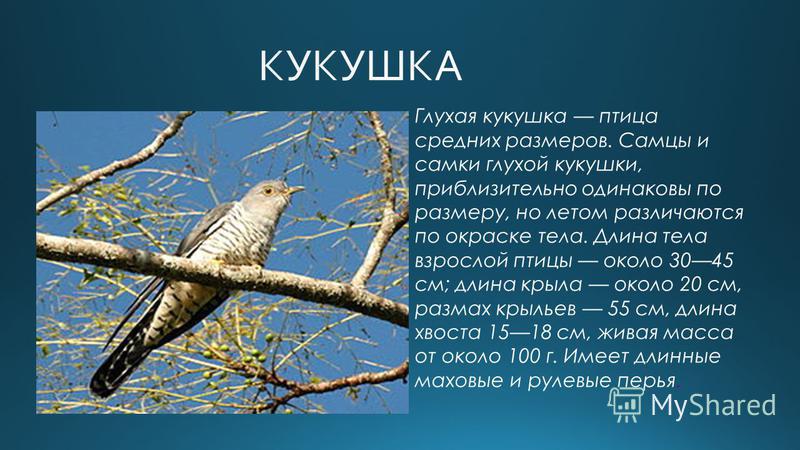 Проект про кукушку