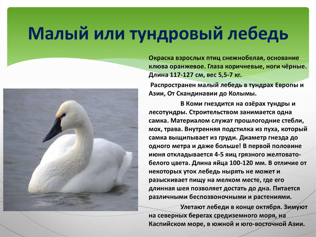 Лебедь малый: описание, популяция и образ жизни