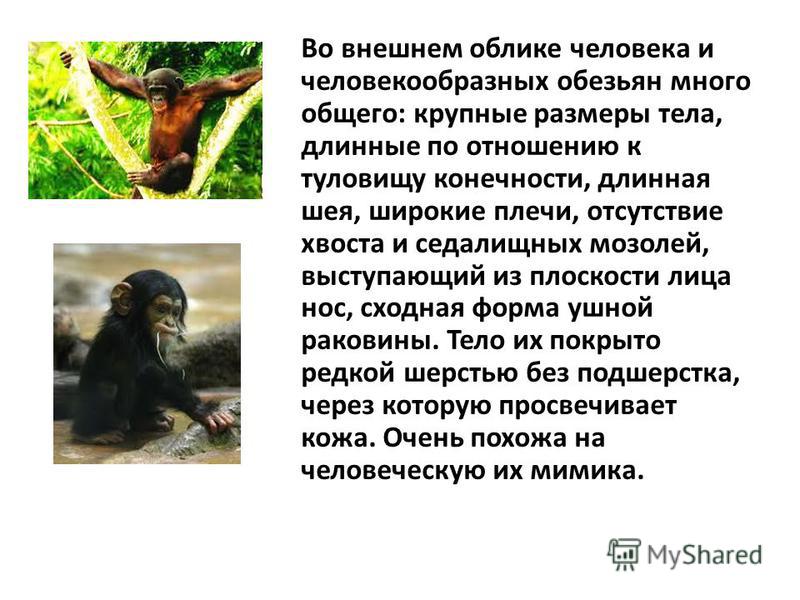 Краткий пересказ рассказа про обезьянку 3 класс