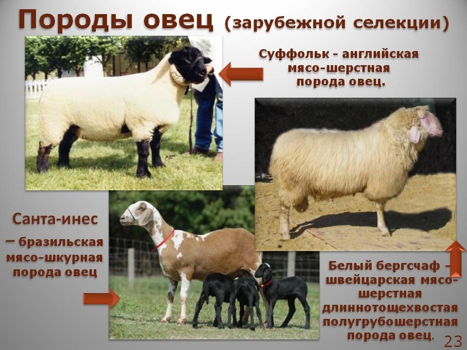 Лучшие породы тонкорунных овец