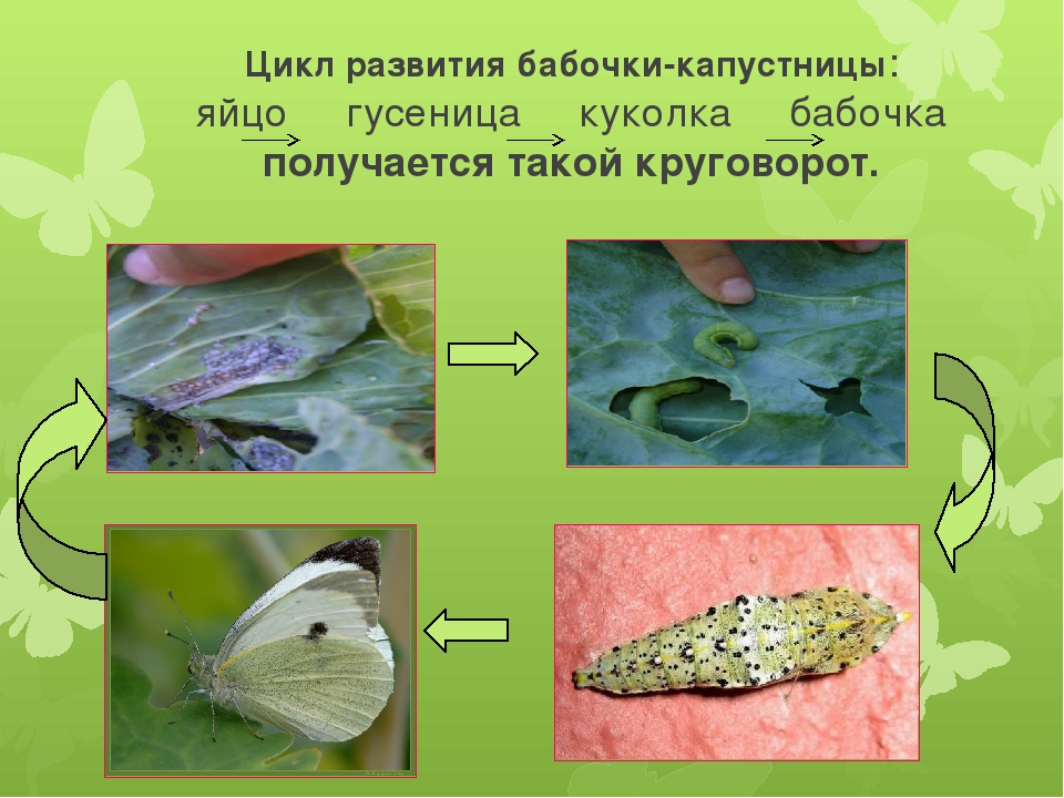 Капустница бабочка насекомое. описание, особенности, виды и фото капустницы. статья подробно расскажет о бабочке капустнице, её особенностях и среде обитания