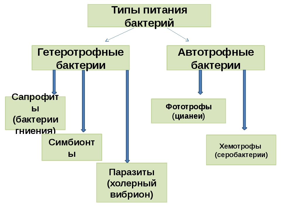 Группа автотрофных организмов