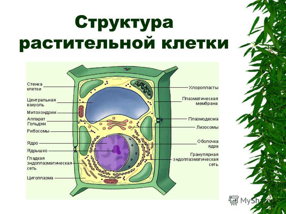 Растительные клетки названия. Строение клетки растения 6 класс биология строение и функции. Структура клетки 6 класс биология. Основные структурные компоненты растительной клетки. Строение и функции растительной клетки 5 класс биология.