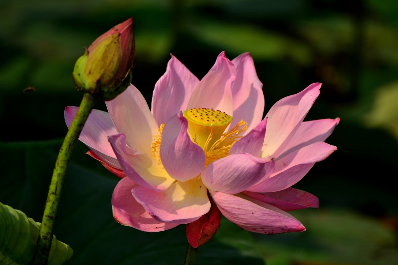 Лотос орехоносный — цветок, олицетворяющий чистоту