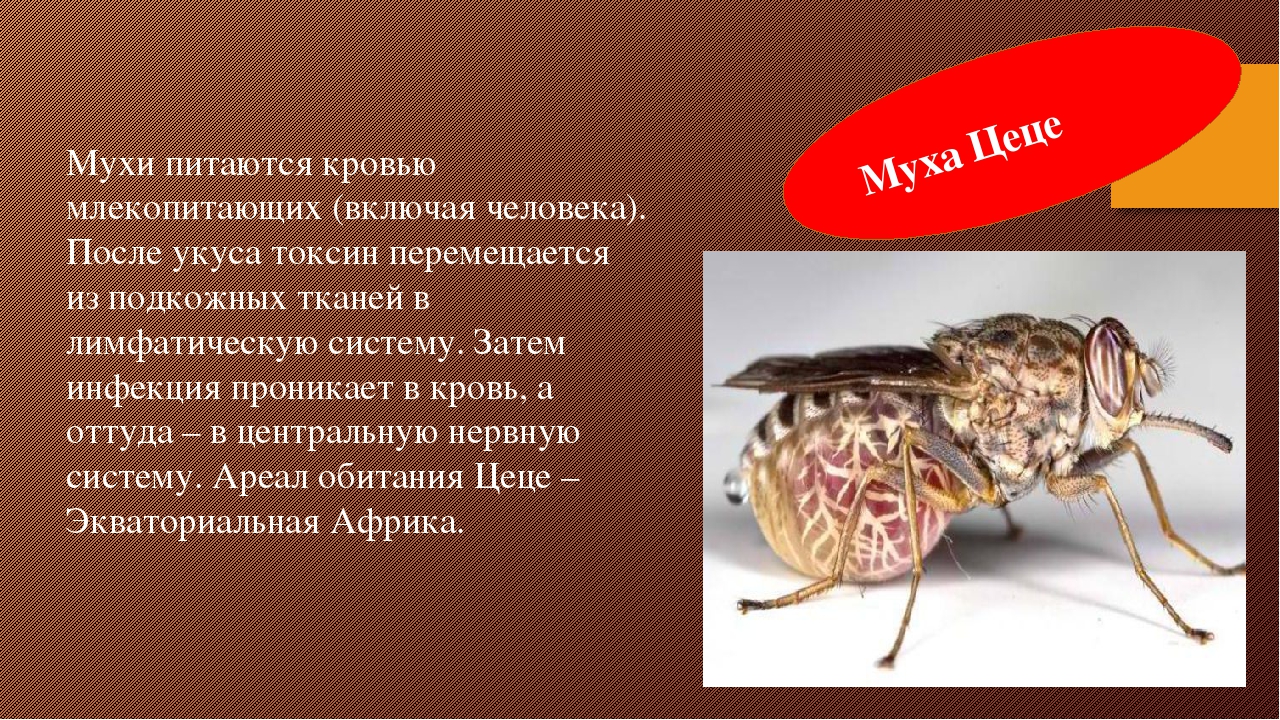 Малярийная муха. Опасные насекомые Муха ЦЕЦЕ. Муха ЦЕЦЕ инфекционные заболевания. Симптомы укуса мухи ЦЕЦЕ.