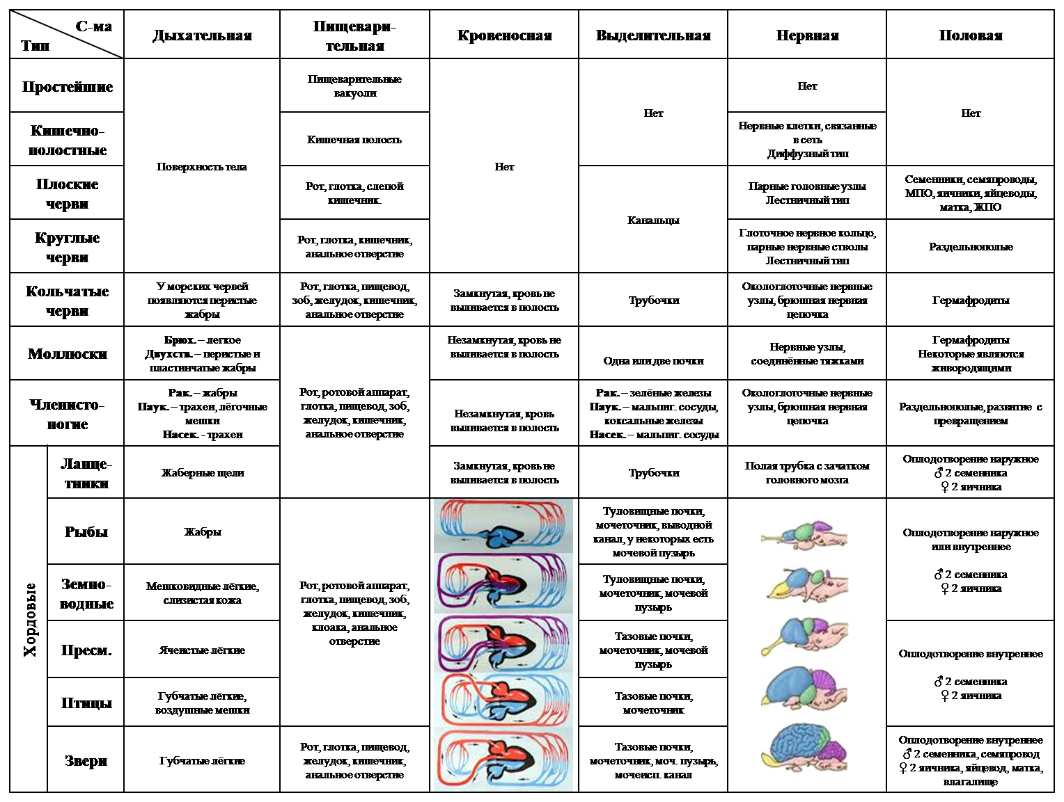Установите соответствие пример эволюционного изменения. Эволюция систем органов животных таблица 10 класс. Эволюция систем органов позвоночных животных таблица по биологии. Эволюция систем органов животных таблица по биологии 7. Эволюция нервной системы у животных таблица.