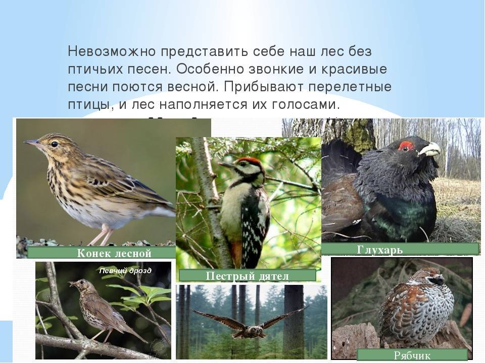 Птицы калужской области фото с названиями и описанием