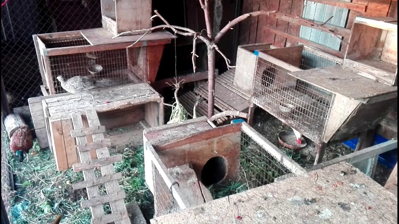 Выращивание фазанов в домашних условиях — это удовольствие