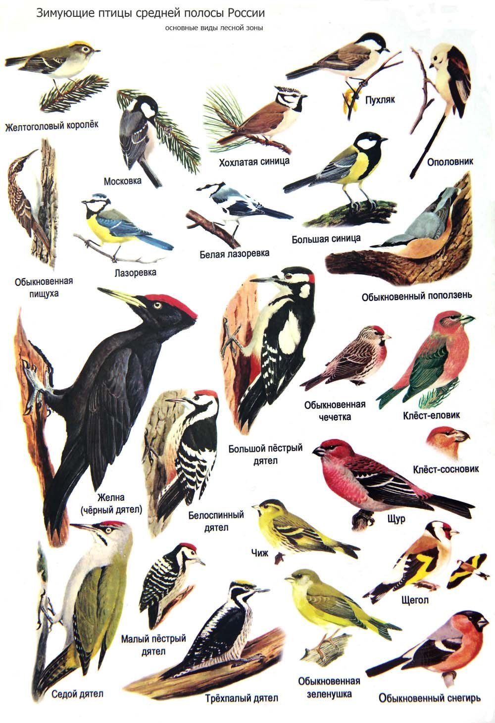 Виды птиц в нижегородской области фото и названия и описание внешности