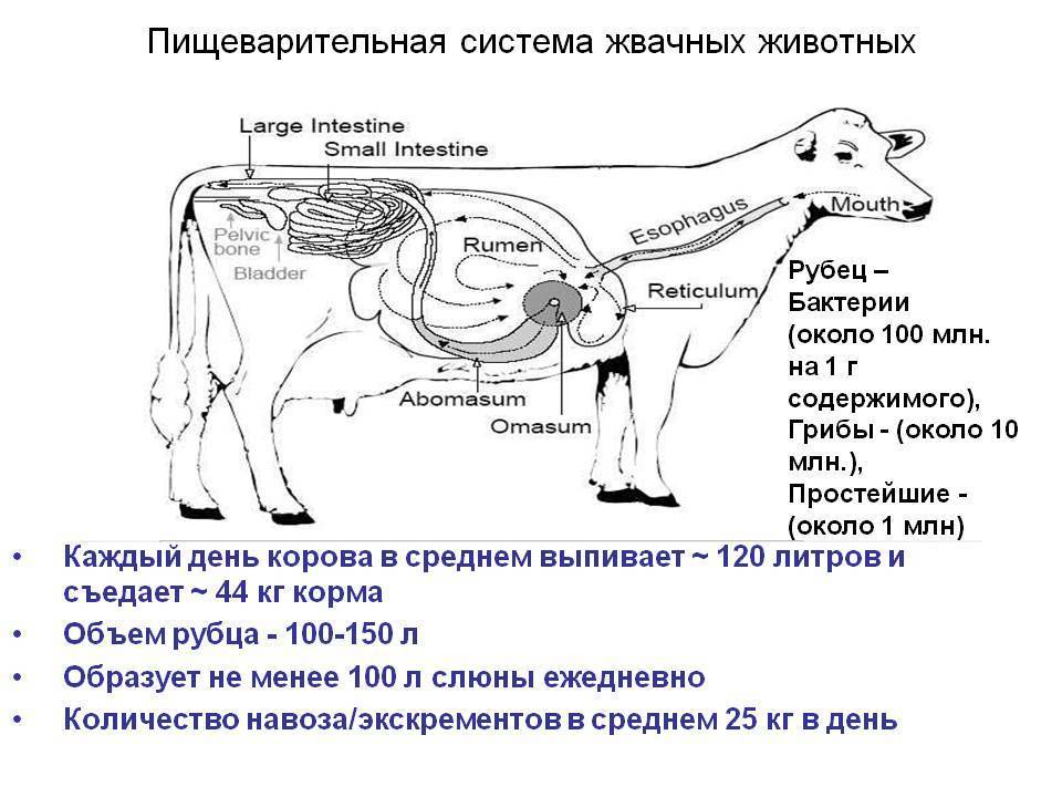 В желудке жвачных млекопитающих постоянно обитают. Пищеварительная система КРС схема. Схема органов пищеварения крупного рогатого скота. Строение пищеварительного тракта КРС. Схема пищеварительного аппарата КРС.