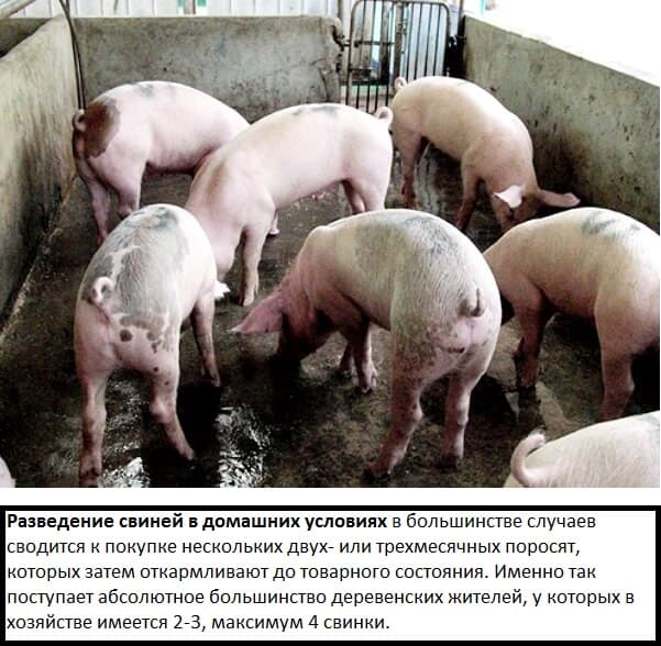 Разведение и содержание свиней: правила свиноводства