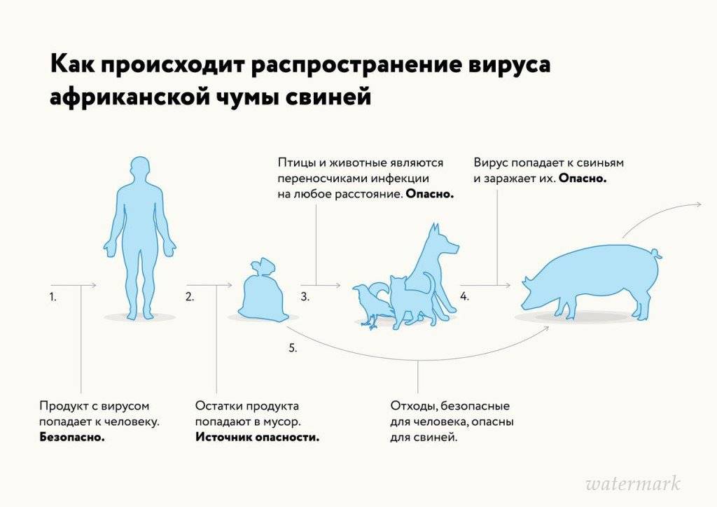 Африканская чума свиней (ачс): симптомы и профилактика заболевания