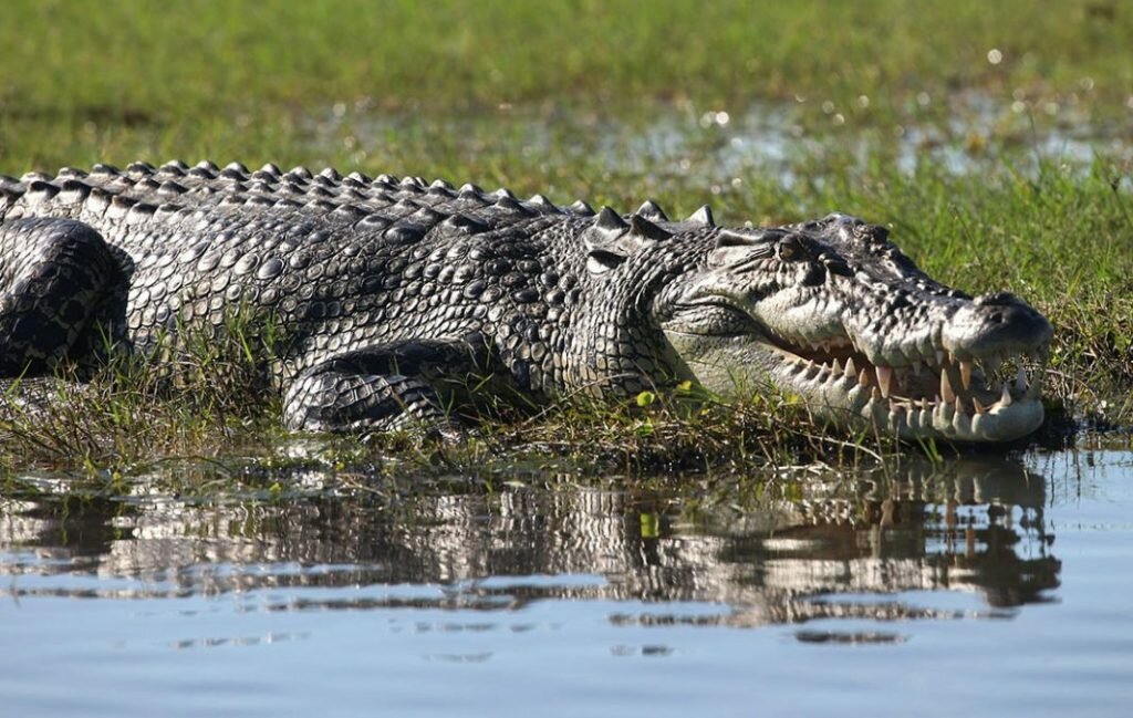 Гребнистый, белый или морской крокодил — полное описание этого вида