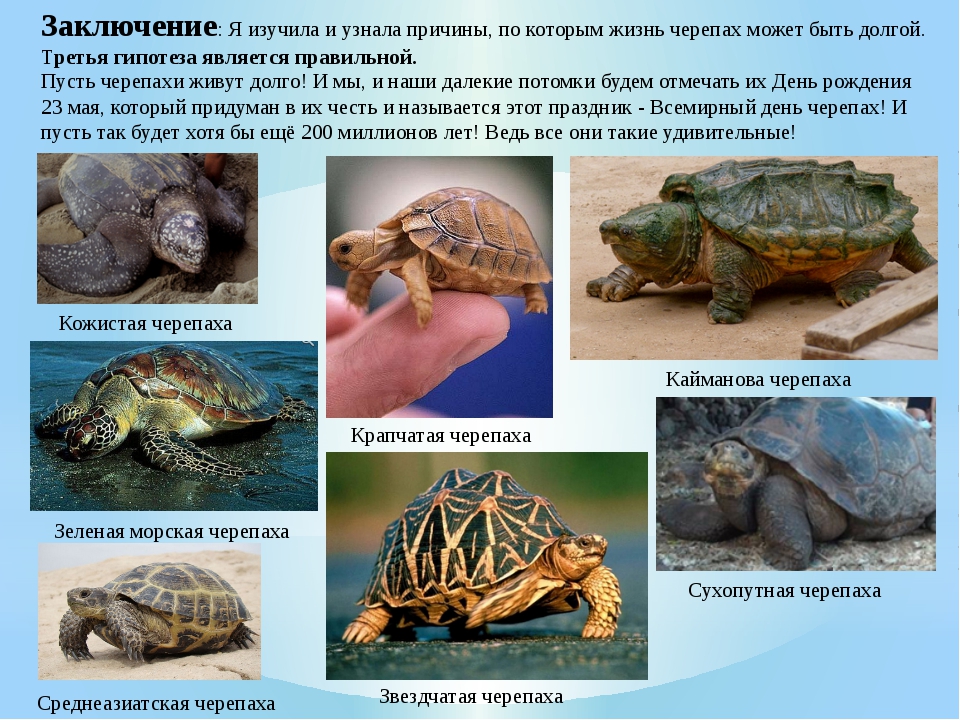 Презентация по биологии черепаха