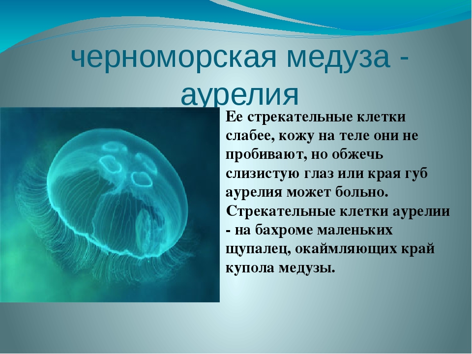 актина медузы