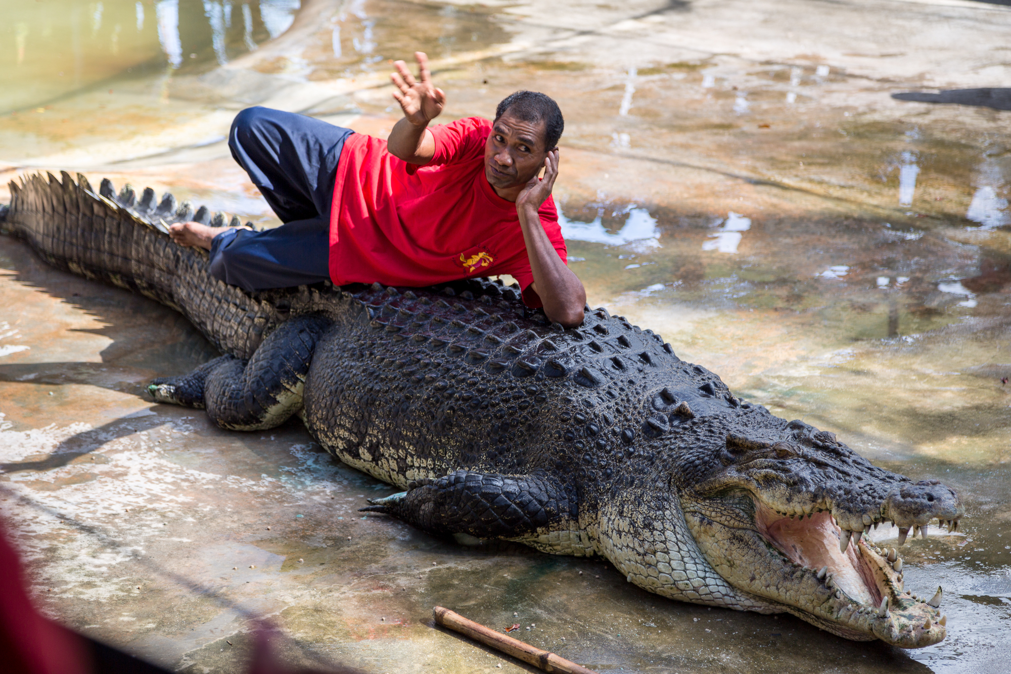 Самый большой аллигатор. Гигантский гребнистый крокодил. Индонезия крокодил гребнистый. Гребнистый крокодил и Аллигатор. Гребнистый крокодил Кассиус.