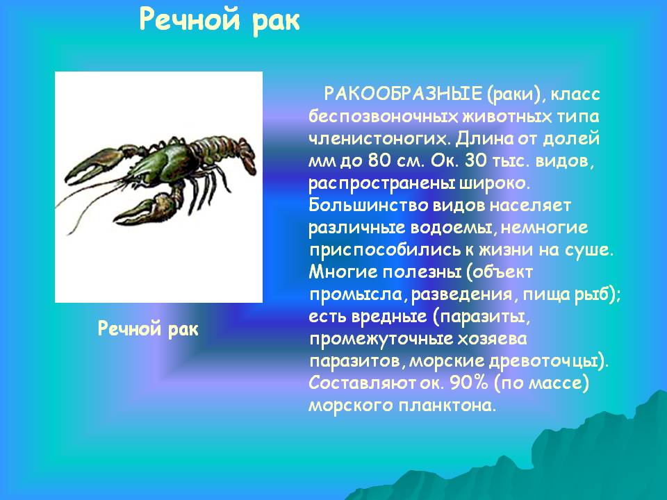 Презентация по биологии 7 класс тип членистоногие класс ракообразные