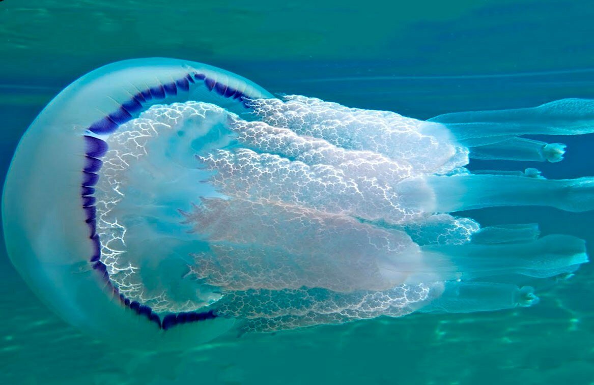 Медузы черного моря: фото и описание