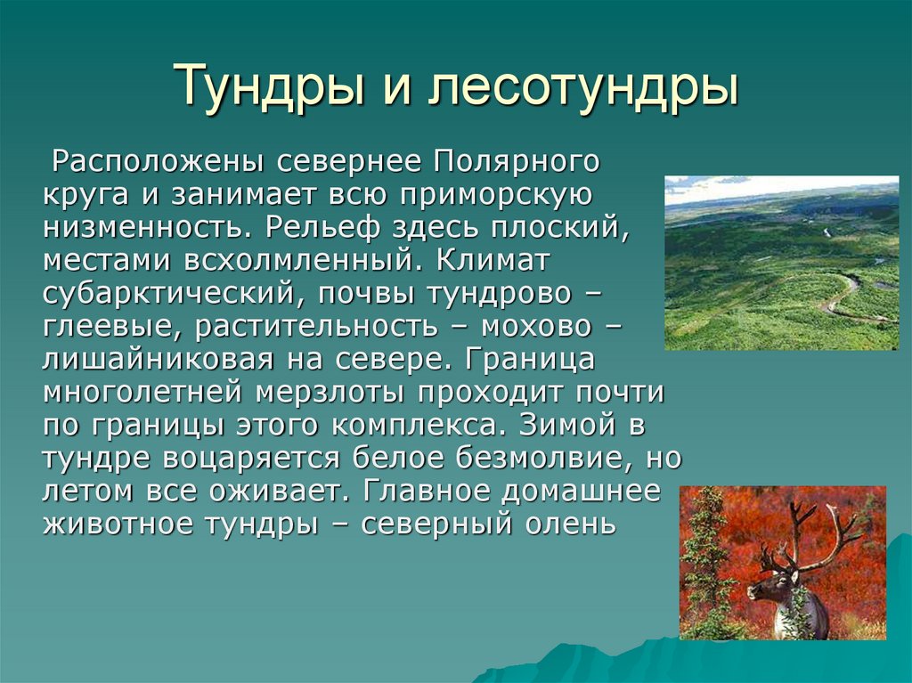 Лесотундра: описание и особенности северной природной зоны россии