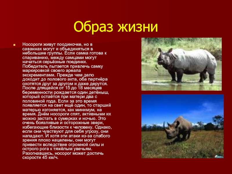 Носорог животное. образ жизни и среда обитания носорога | животный мир