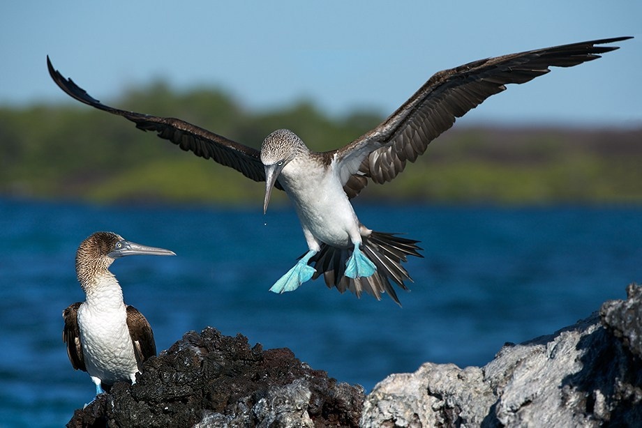 Звук морских птиц. Голубоногая олуша. Галапагосские острова голубоногая олуша. Голубоногая олуша гнездо. Голубоногая олуша яйца.