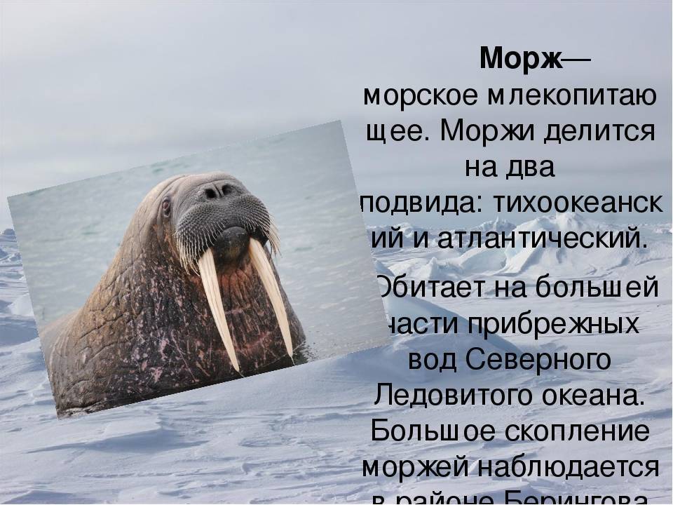 Презентация атлантический морж