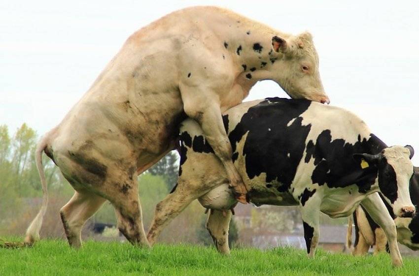 Быки и телки. Спаривание крупного рогатого скота. Естественное осеменение коров.
