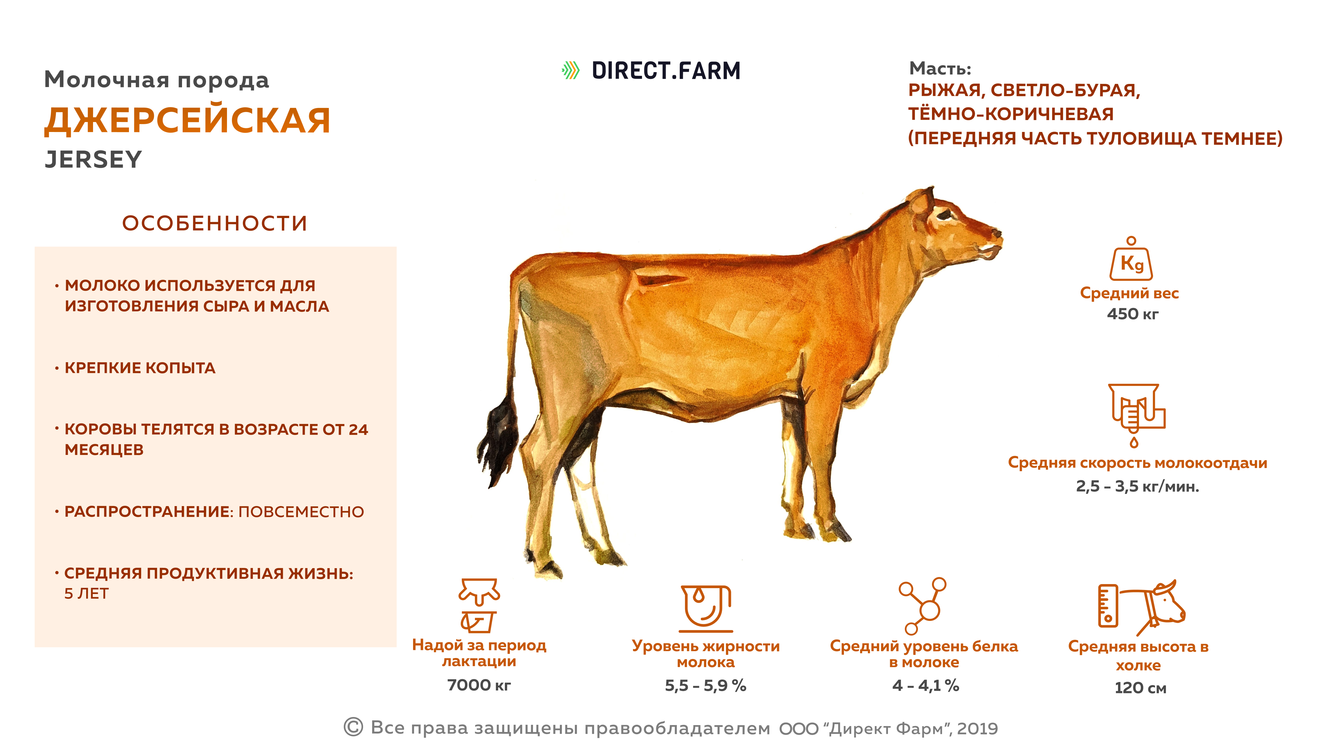 Сколько литров дает корова молока в день. Джерсейская порода коров характеристики молока. Джерсейская порода КРС. Джерсейская порода коров убойный выход. Джерсейская корова описание породы.