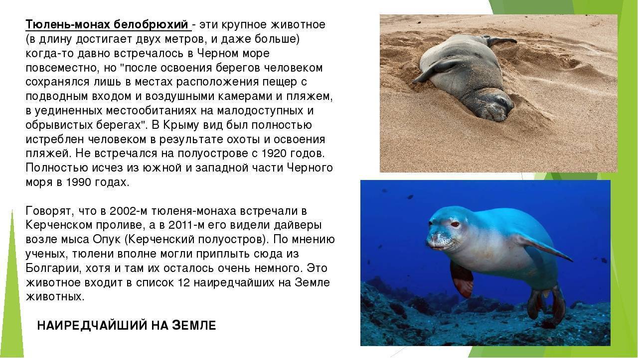 Белобрюхий тюлень в черном море