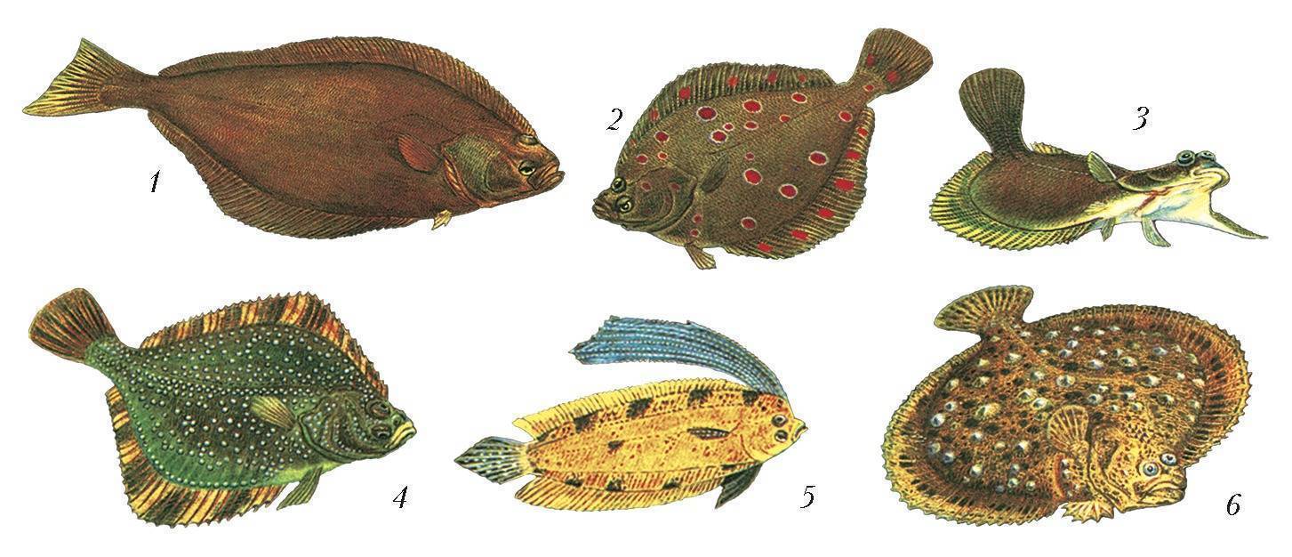 Рыба типа камбалы. Семейства камбаловых камбала. Семейство камбаловых рыб. Семейство камбаловых рыб список. Отряд камбалообразные представители.